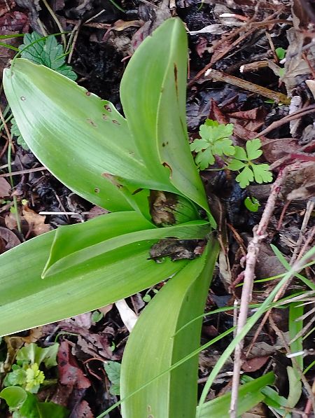 Himantoglossum robertianum  - Gérard Joseph