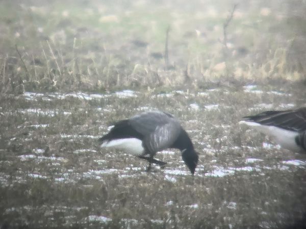 Brant Goose 