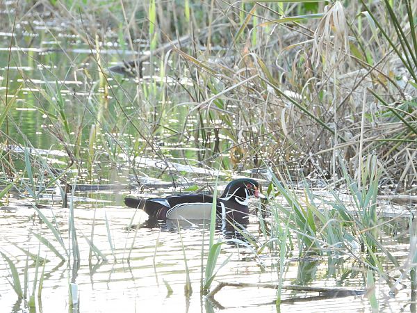 Anatra sposa  - Andrea Sorrentino