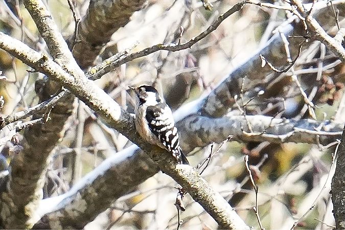 Picchio rosso minore  - Florian Gasser