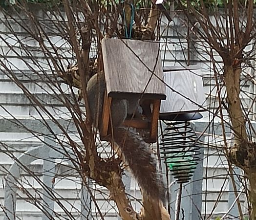 Scoiattolo grigio  - Monica Artale