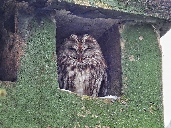 puszczyk  - Kacper Mikulski