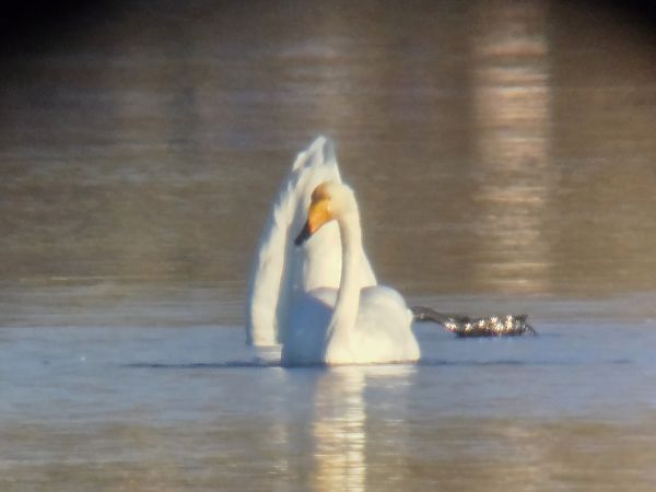Cygne chanteur 
