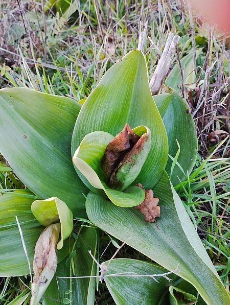 Himantoglossum robertianum  - Gérard Joseph