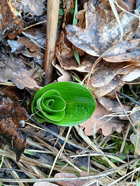 Orchis purpurea  - Alain Falvard