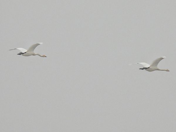 łabędź krzykliwy  - Kacper Mikulski