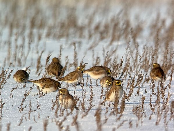 górniczek  - Łukasz Konopka