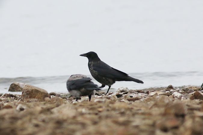 Ibrido Cornacchia nera x grigia  - Stefano Sava