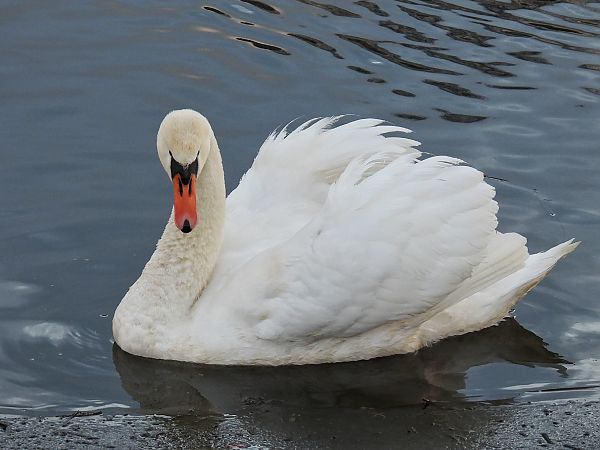 łabędź niemy  - Kacper Mikulski