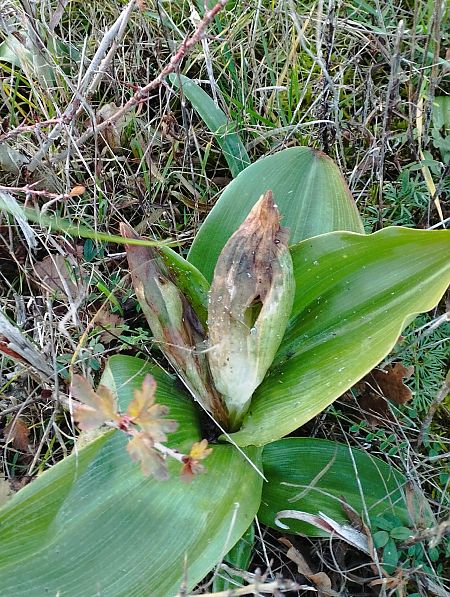 Himantoglossum robertianum  - Gérard Joseph