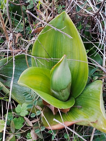 Himantoglossum robertianum  - Gérard Joseph