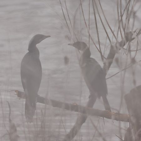 Cormoran pygmée  - Chris Zlatar