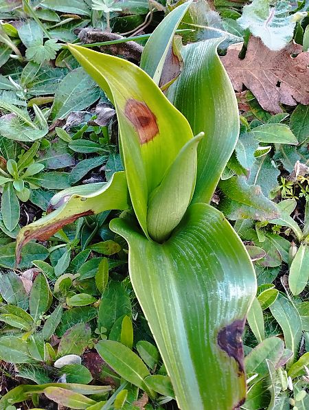 Himantoglossum robertianum  - Gérard Joseph