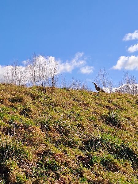 Tarabuso  - Enrico Navarria (FVG)