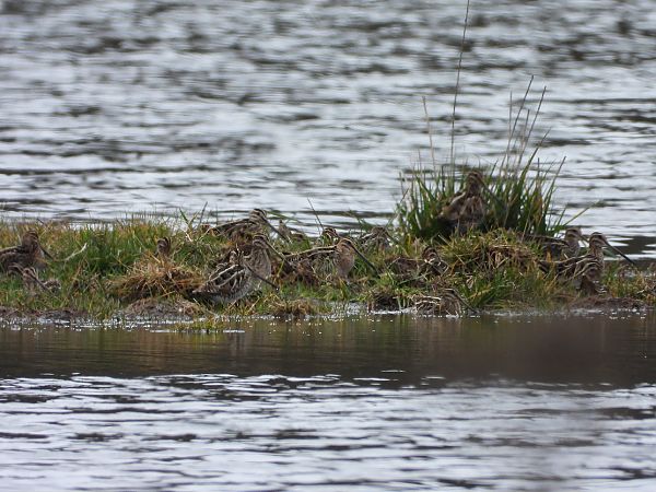 Beccaccino  - Andrea Sorrentino