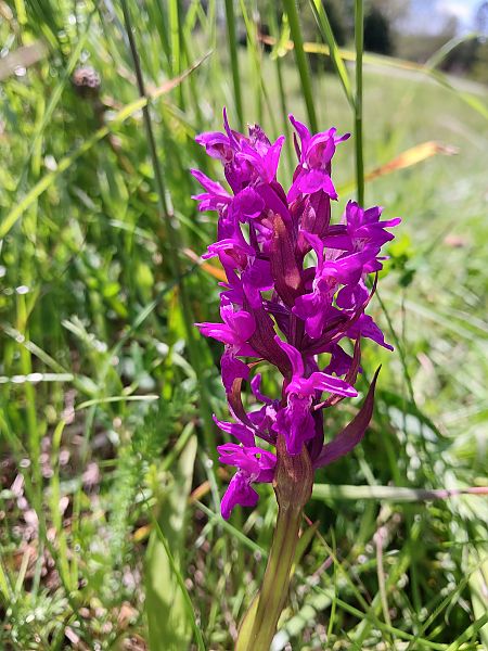 Dactylorhiza incarnata  - Quentin Génichon