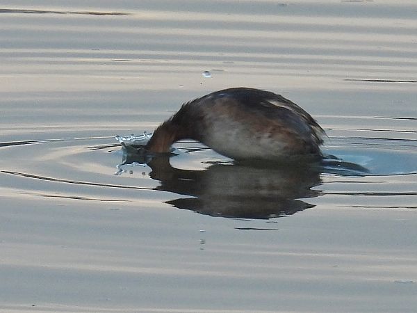Grèbe castagneux  - Kacper Mikulski