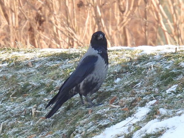 czarnowron x wrona siwa  - Kacper Mikulski