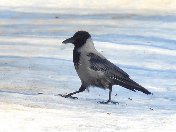 Hybrid Raben- x Nebelkrähe  - Kacper Mikulski