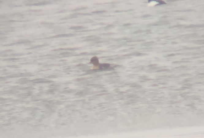 szlachar  - Michał Kowalczuk