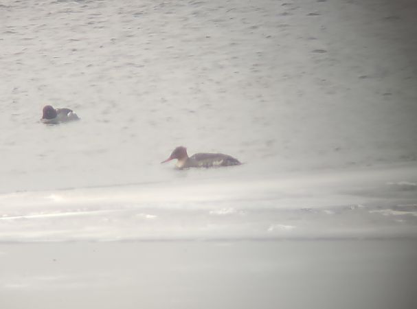 szlachar  - Michał Kowalczuk