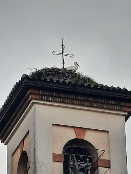 Cicogna bianca  - Bassano Riboni