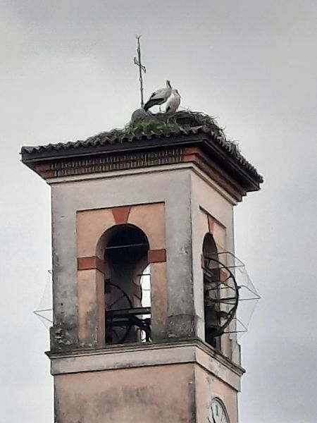 Cicogna bianca  - Bassano Riboni