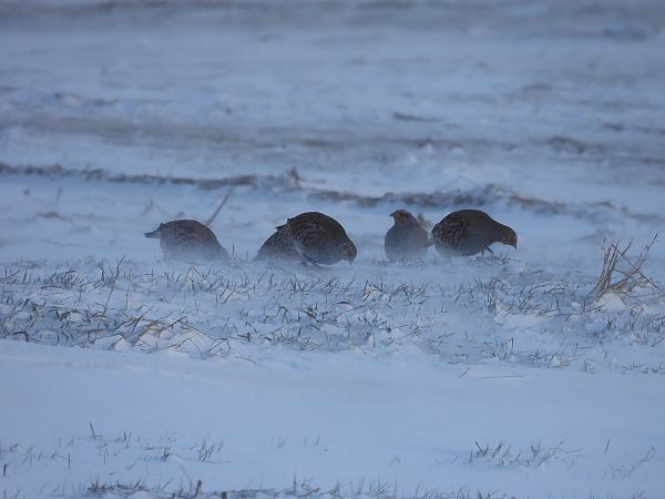 kuropatwa  - Marta Gołek