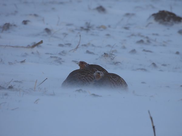 Rebhuhn  - Marta Gołek