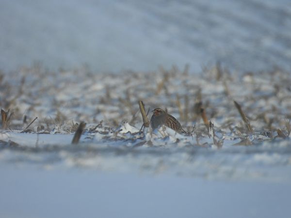 Rebhuhn  - Marta Gołek