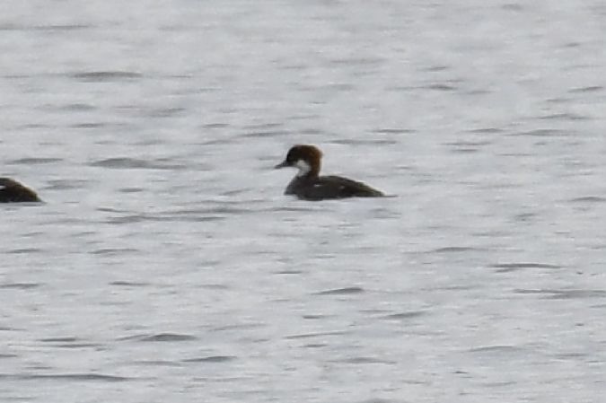 bielaczek  - Paweł Zaniecki