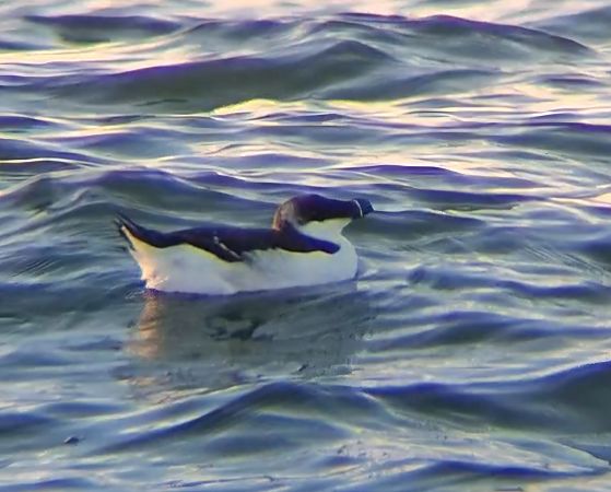 Tordalk  - Ewa Nalepa