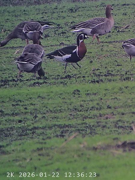 Oca collorosso  - Massimo Tassinari