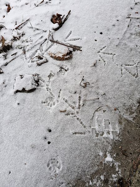 bażant  - Tomasz Zarzycki