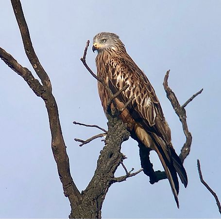 Milà reial  - Ramon Prat Espelt