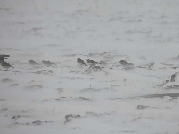 górniczek  - Marta Gołek