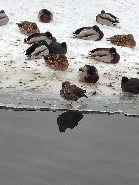 mandarynka  - Kacper Mikulski