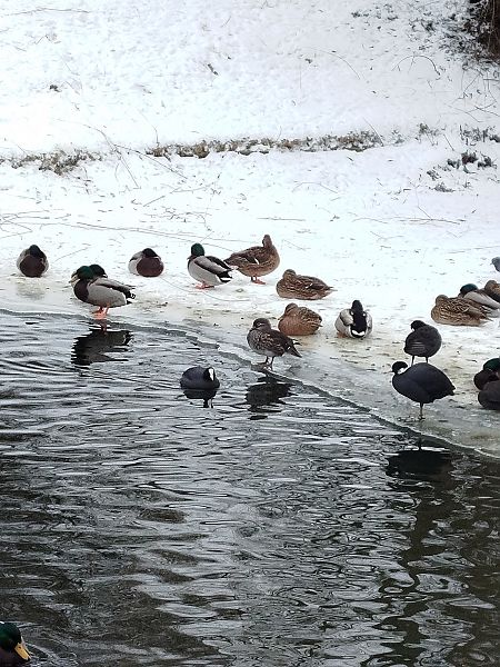 Mandarinente  - Kacper Mikulski