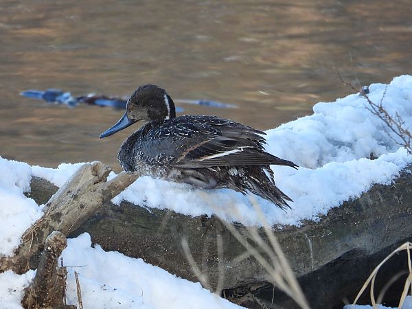 rożeniec  - Krystyna Kowalska