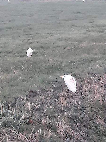 Airone guardabuoi  - Bassano Riboni