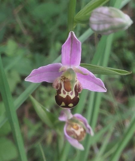 Ophrys apifera  - Quentin Génichon
