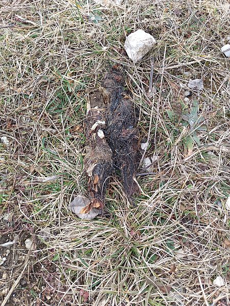 Lupo  - Roberto Papi