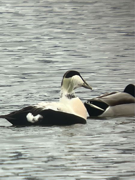 Eider à duvet  - Herta Mangeng