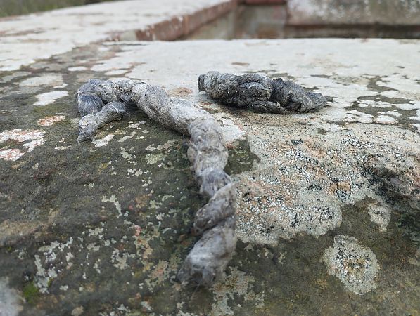 Geneta, gat mesquer  - Joan Pujol Collet