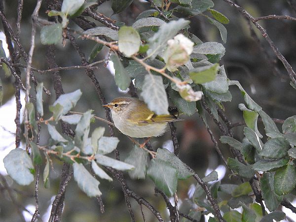 Mosquiter de doble ratlla  - Andreu Duclau