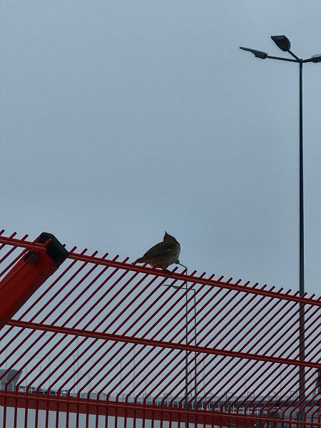 dzierlatka  - Tomasz Zarzycki