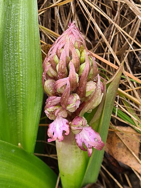 Himantoglossum robertianum  - Françoise Andeol