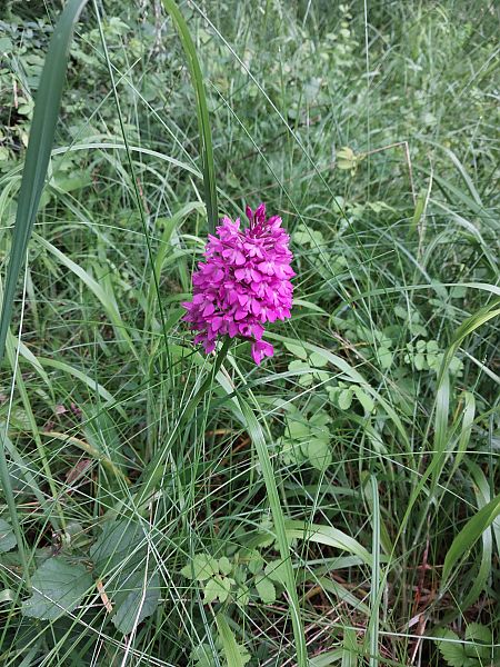 Anacamptis pyramidalis  - Quentin Génichon