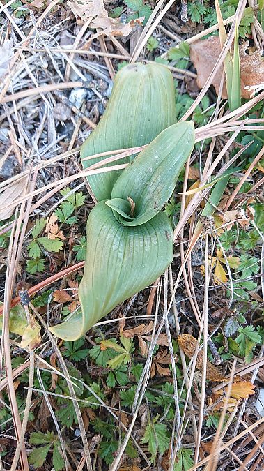 Himantoglossum hircinum  - Loïs Rancilhac