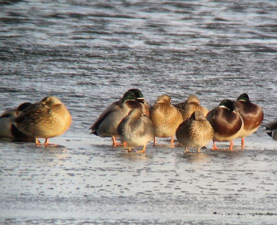 rożeniec  - Tomasz Zarzycki